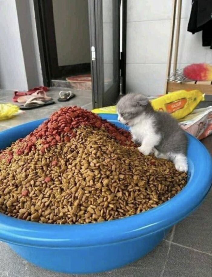 Chaotic-Funny-Cat-Pics