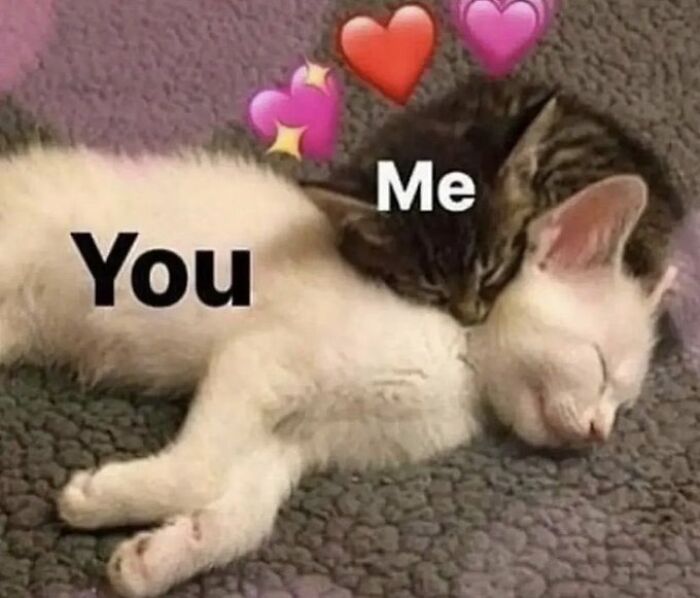 Chaotic-Funny-Cat-Pics