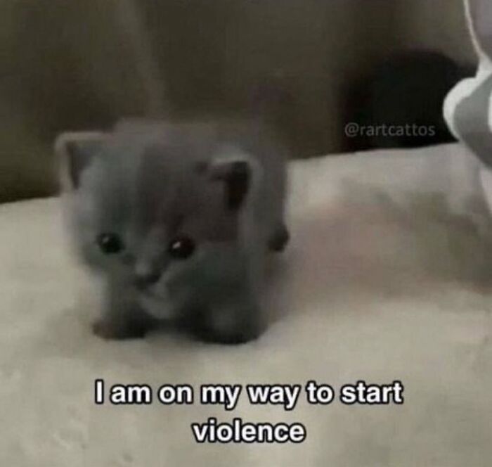 Chaotic-Funny-Cat-Pics