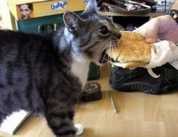 Chaotic-Funny-Cat-Pics