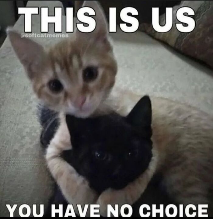 Chaotic-Funny-Cat-Pics