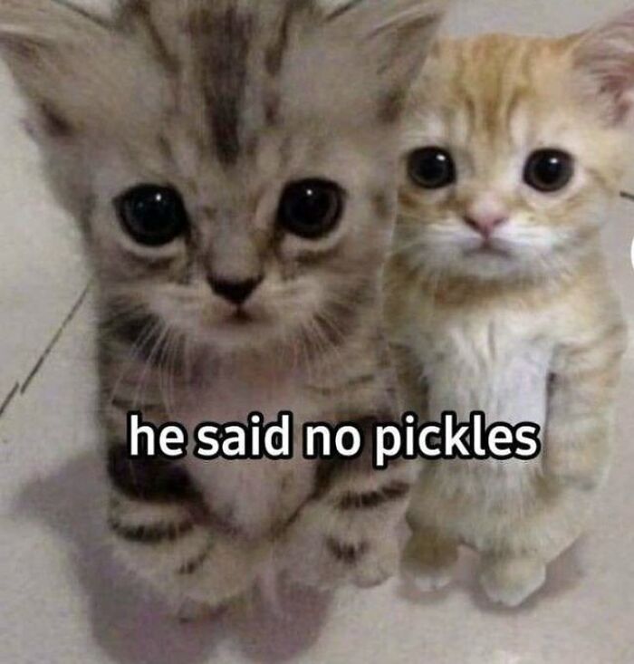 Chaotic-Funny-Cat-Pics