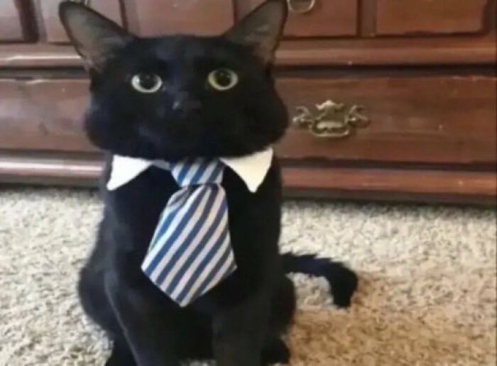 Chaotic-Funny-Cat-Pics