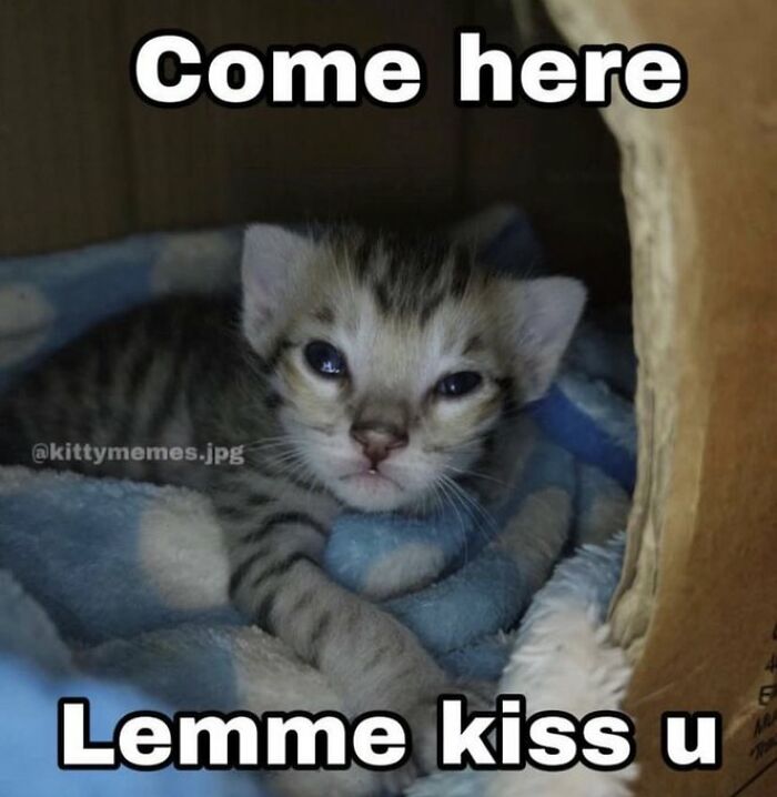 Chaotic-Funny-Cat-Pics