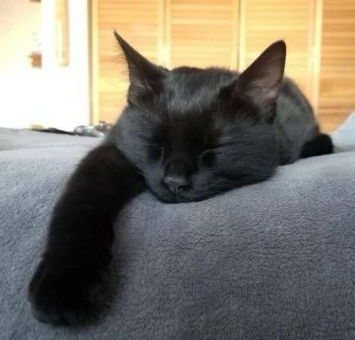 Chaotic-Funny-Cat-Pics