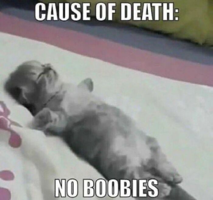 Chaotic-Funny-Cat-Pics