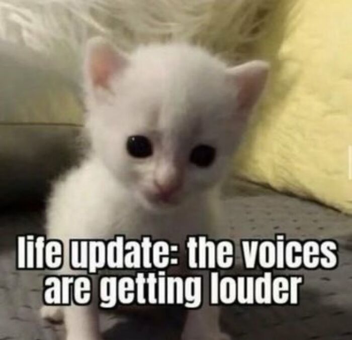 Chaotic-Funny-Cat-Pics