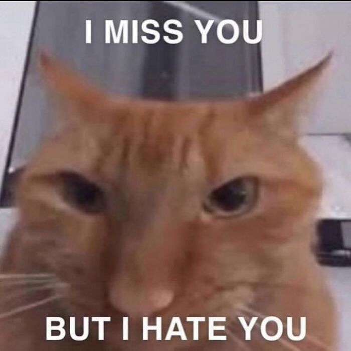 Chaotic-Funny-Cat-Pics