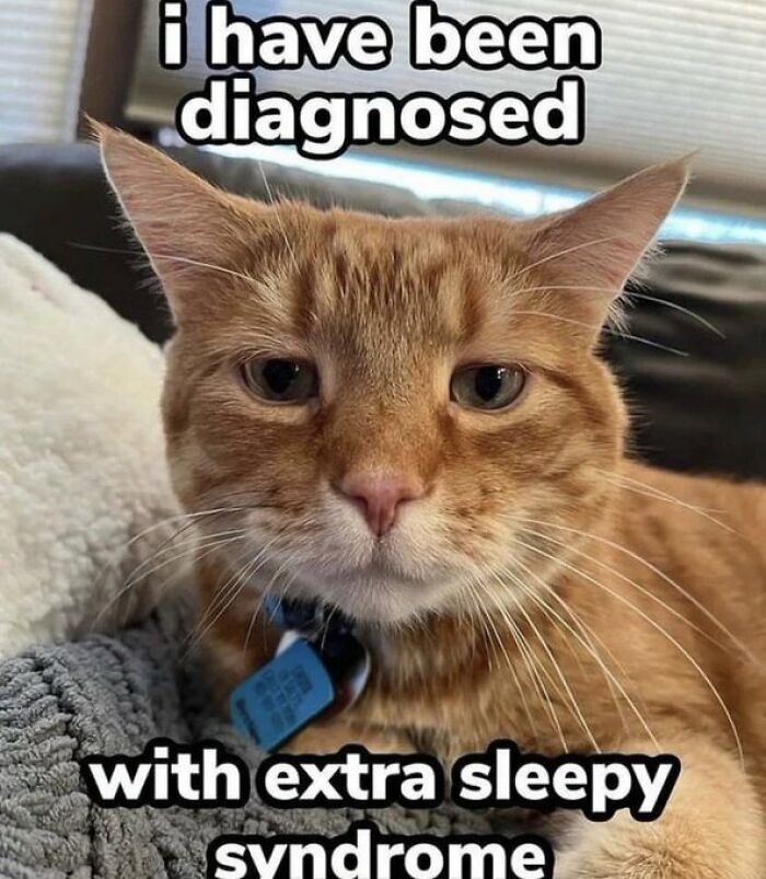 Chaotic-Funny-Cat-Pics