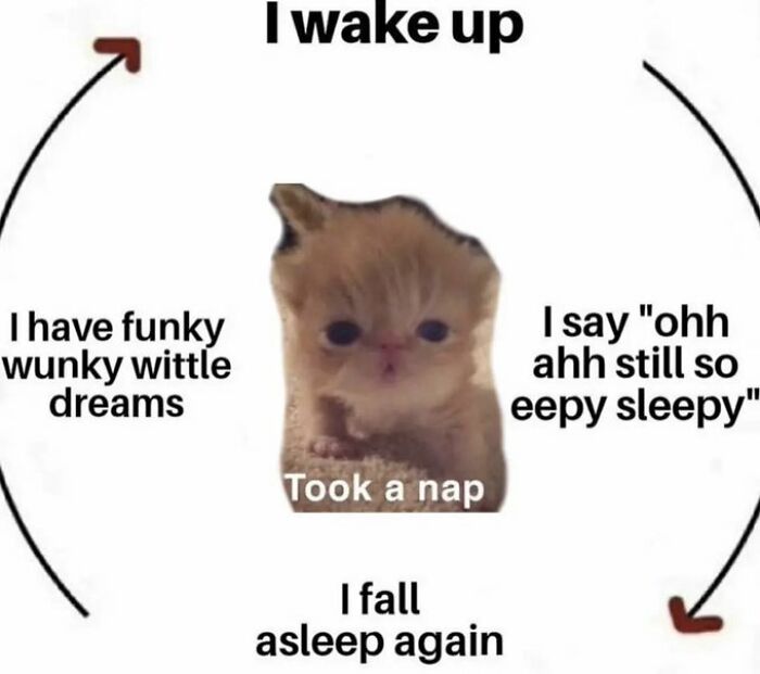 Chaotic-Funny-Cat-Pics