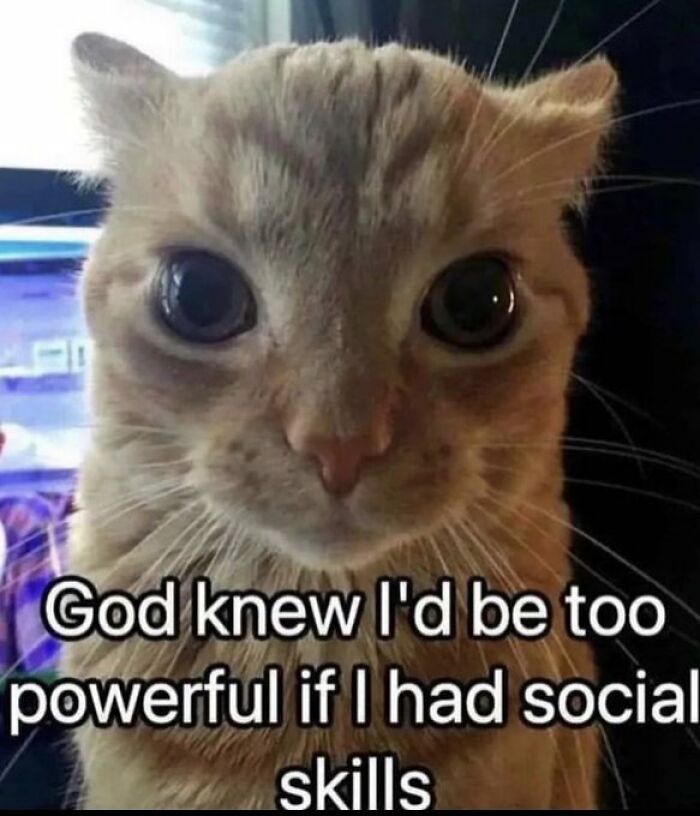 Chaotic-Funny-Cat-Pics