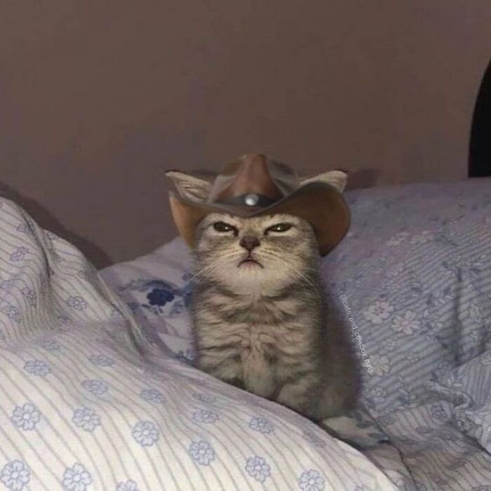 Chaotic-Funny-Cat-Pics