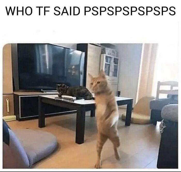 Chaotic-Funny-Cat-Pics