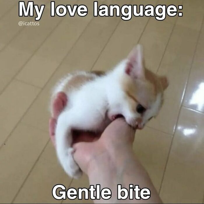 Chaotic-Funny-Cat-Pics