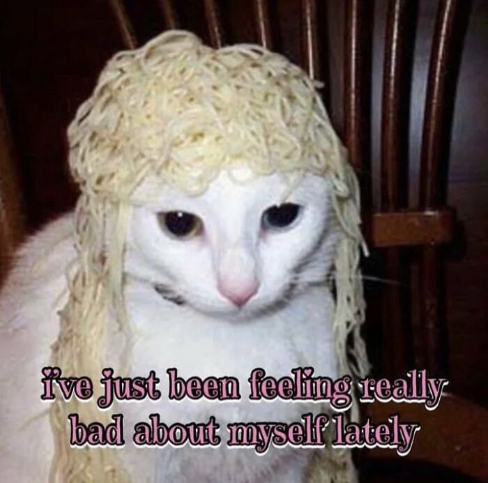 Chaotic-Funny-Cat-Pics