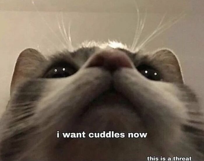 Chaotic-Funny-Cat-Pics