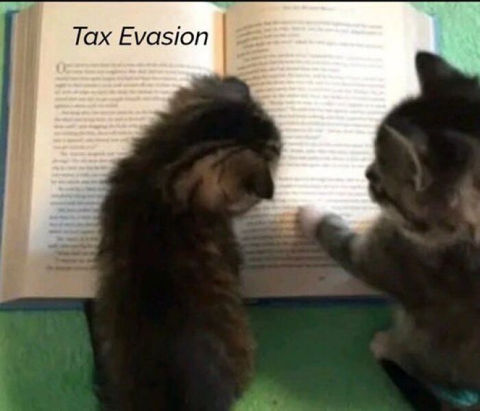 Chaotic-Funny-Cat-Pics