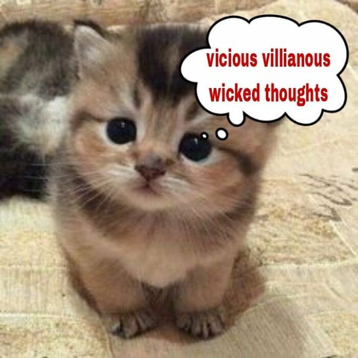 Chaotic-Funny-Cat-Pics