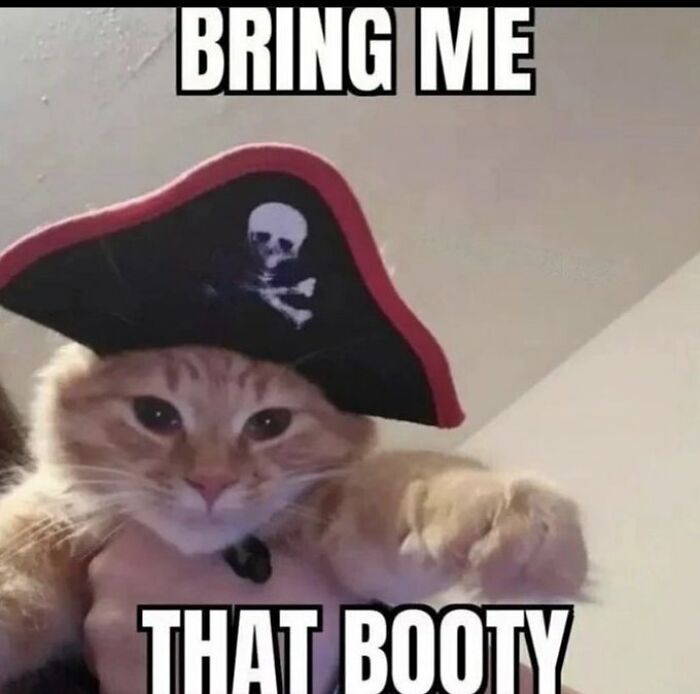 Chaotic-Funny-Cat-Pics