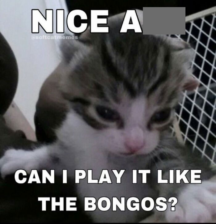 Chaotic-Funny-Cat-Pics