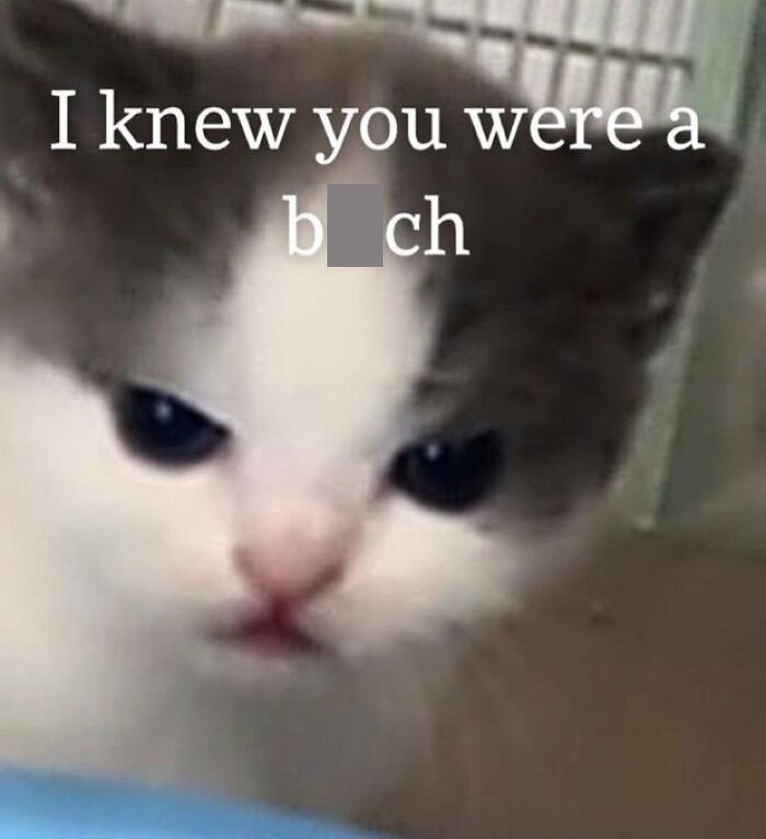 Chaotic-Funny-Cat-Pics