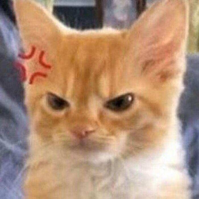 Chaotic-Funny-Cat-Pics