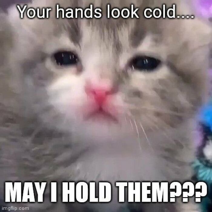 Chaotic-Funny-Cat-Pics