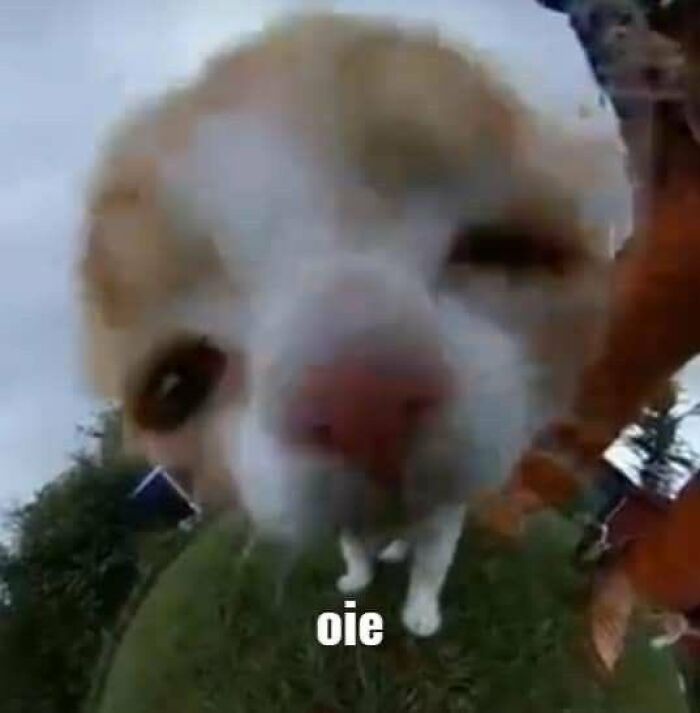 Chaotic-Funny-Cat-Pics