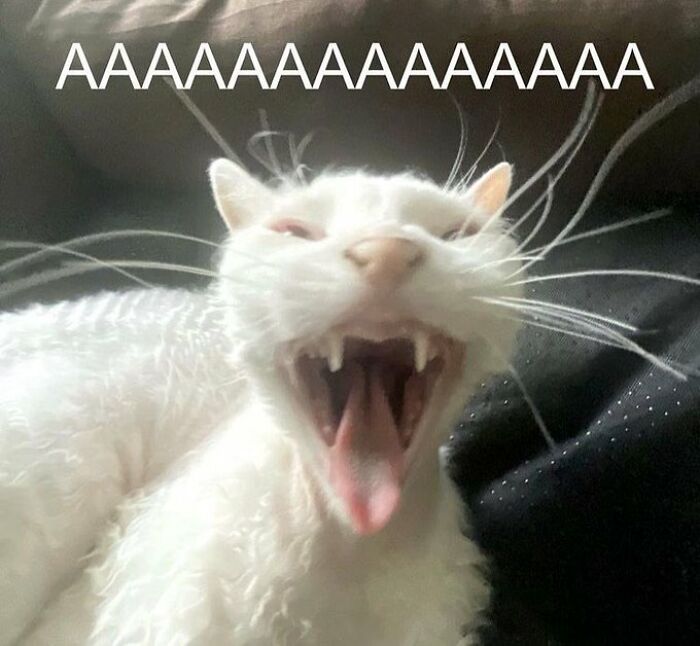 Chaotic-Funny-Cat-Pics