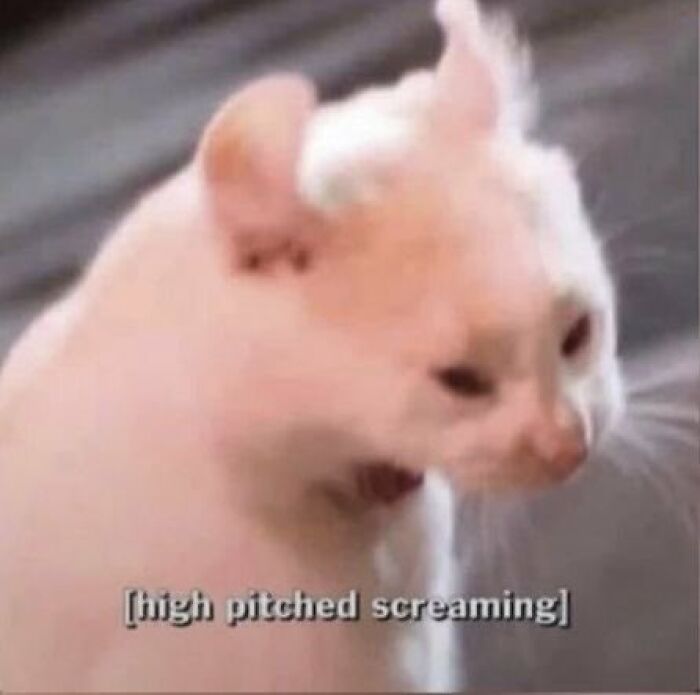 Chaotic-Funny-Cat-Pics