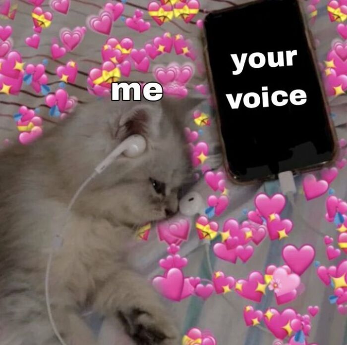 Chaotic-Funny-Cat-Pics