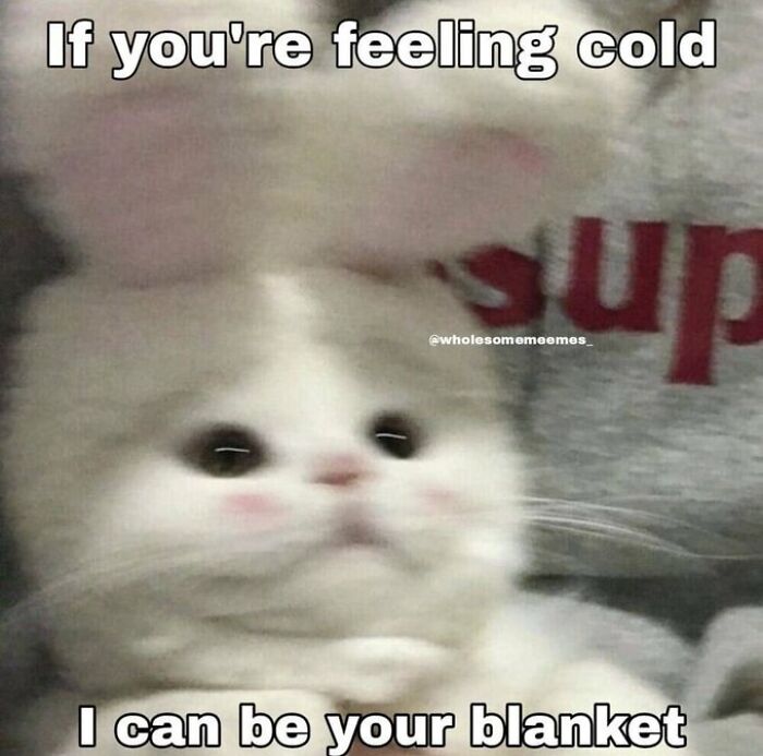 Chaotic-Funny-Cat-Pics