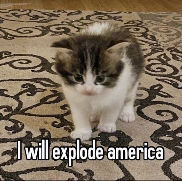 Chaotic-Funny-Cat-Pics