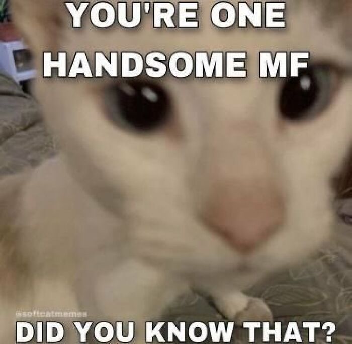 Chaotic-Funny-Cat-Pics