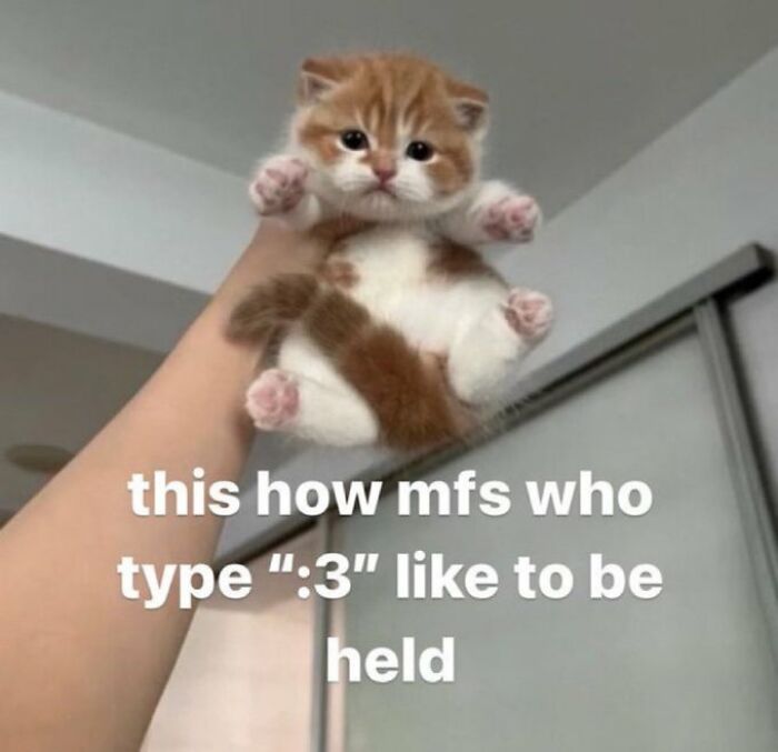 Chaotic-Funny-Cat-Pics