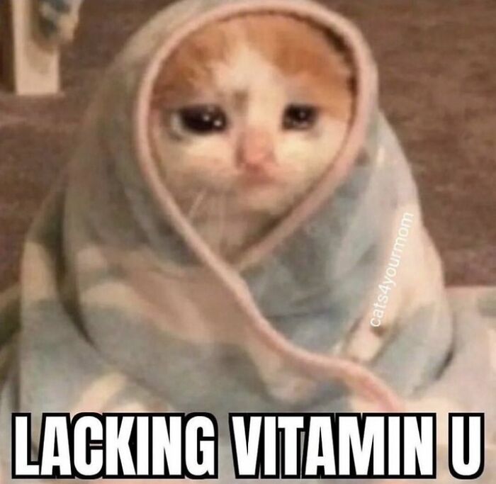 Chaotic-Funny-Cat-Pics