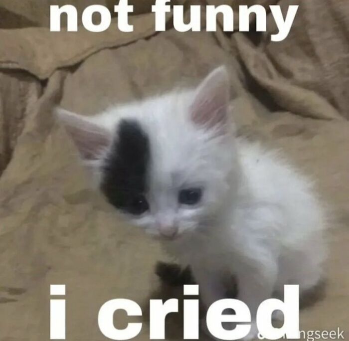 Chaotic-Funny-Cat-Pics