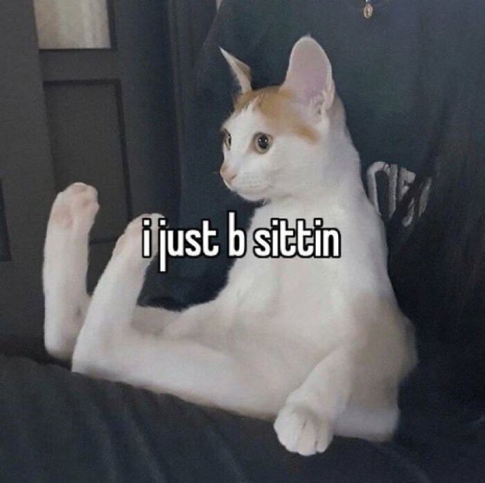 Chaotic-Funny-Cat-Pics