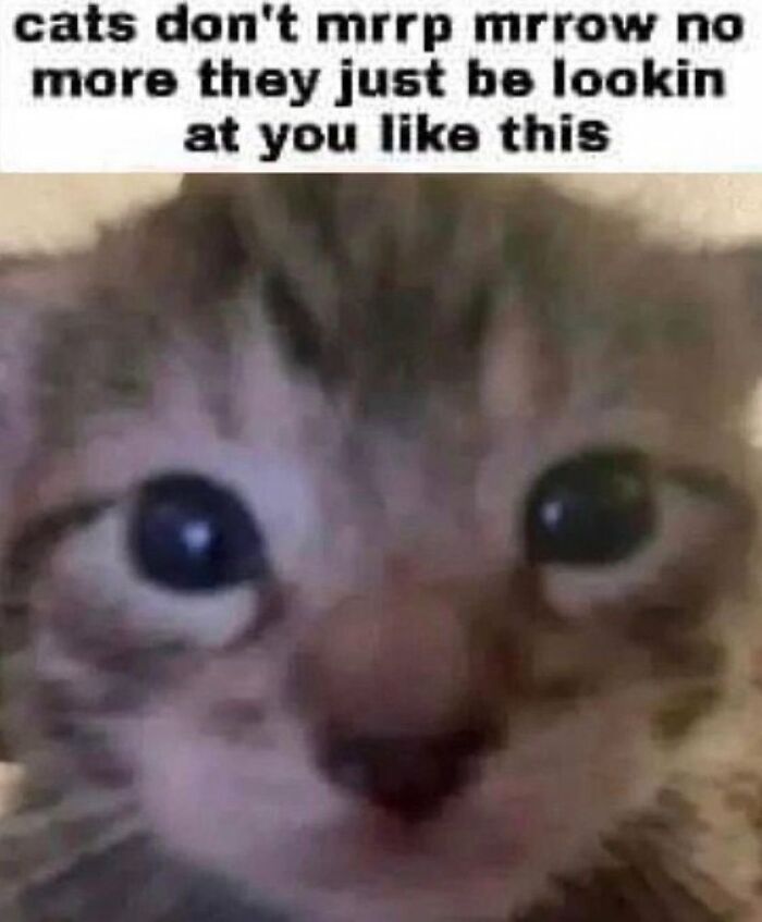 Chaotic-Funny-Cat-Pics