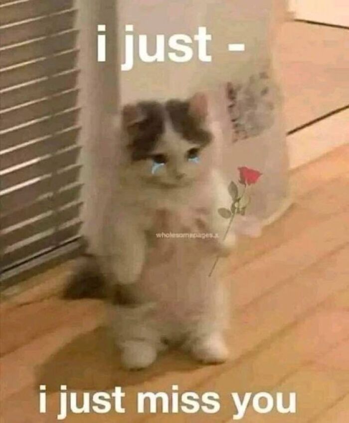 Chaotic-Funny-Cat-Pics