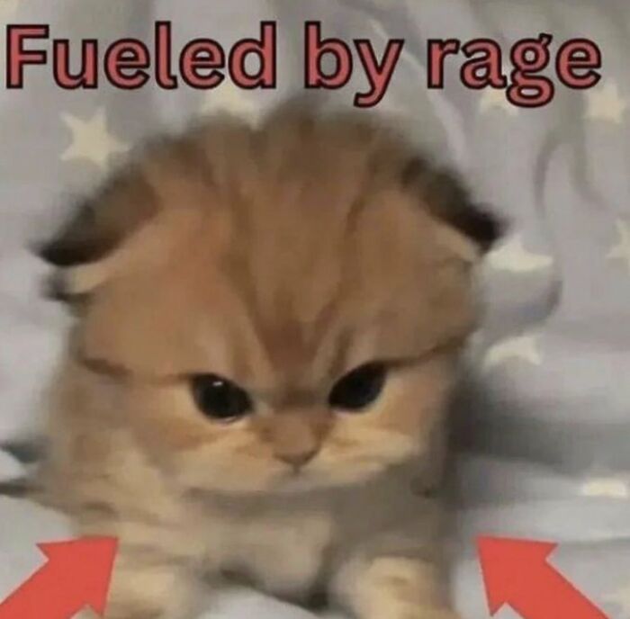 Chaotic-Funny-Cat-Pics