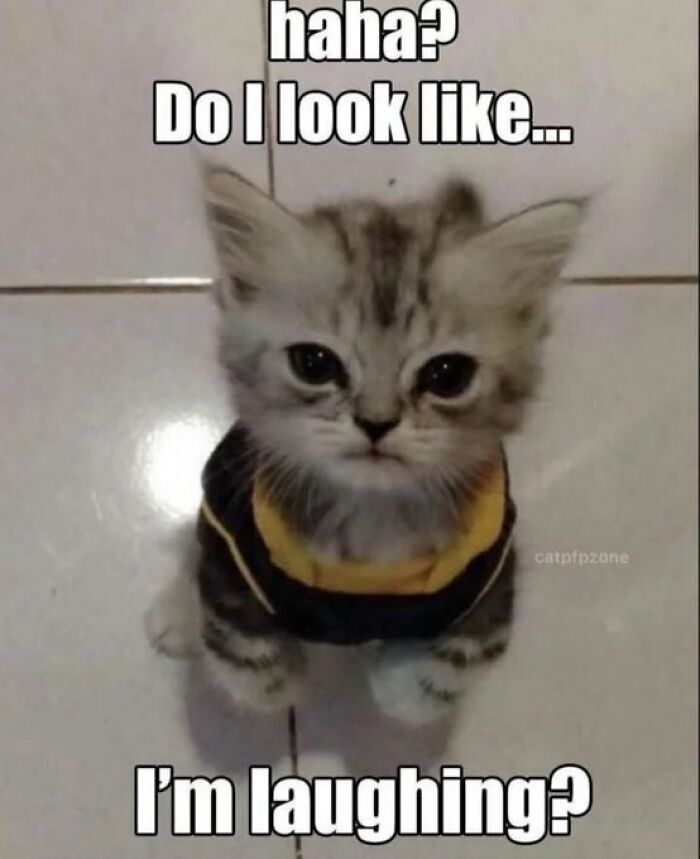 Chaotic-Funny-Cat-Pics