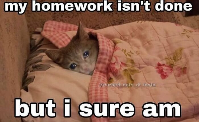 Chaotic-Funny-Cat-Pics