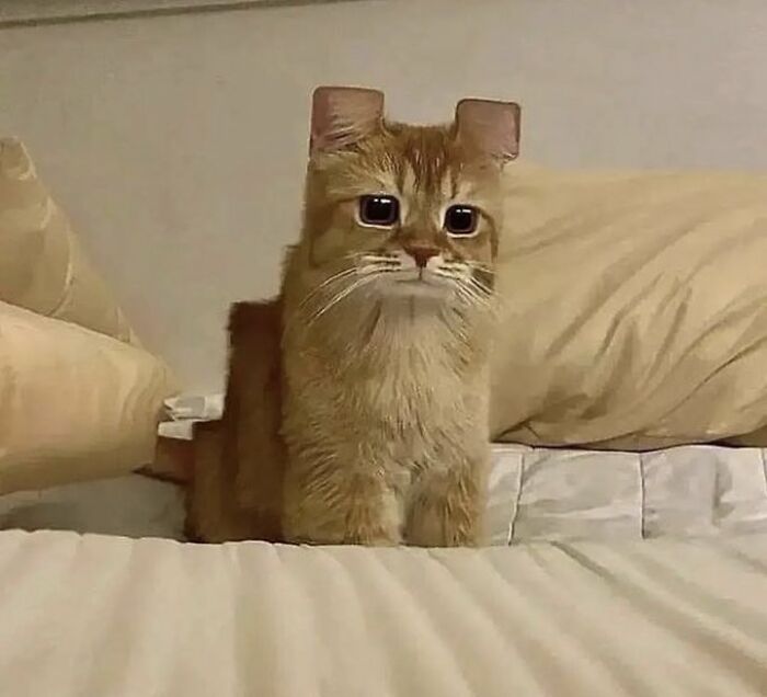 Chaotic-Funny-Cat-Pics