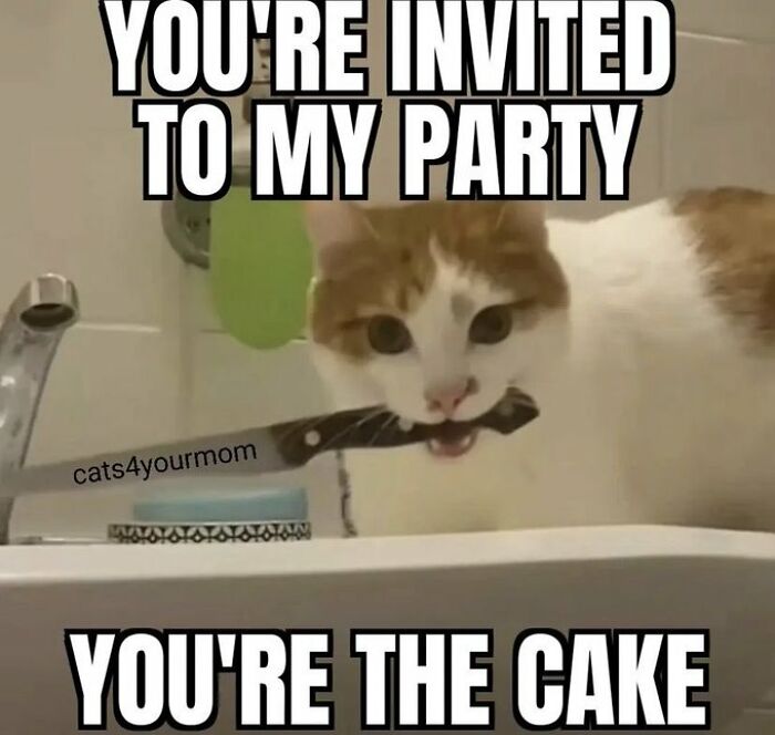 Chaotic-Funny-Cat-Pics