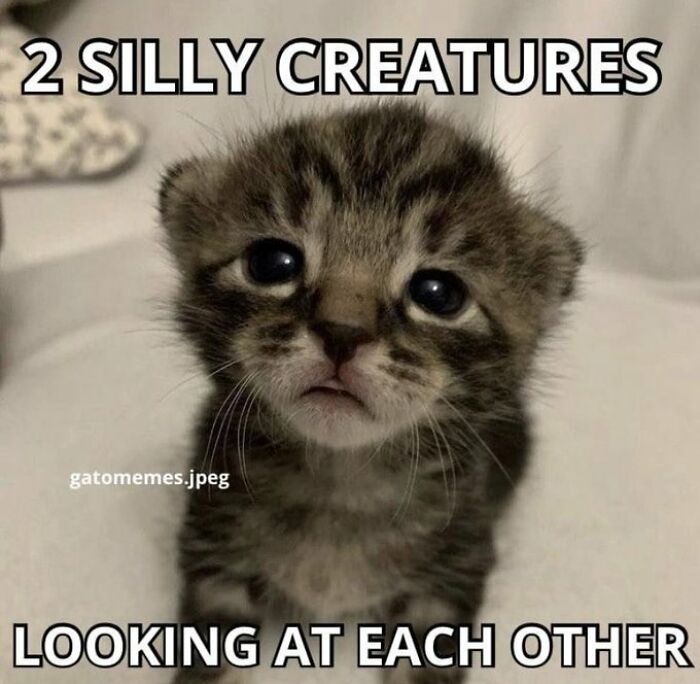 Chaotic-Funny-Cat-Pics