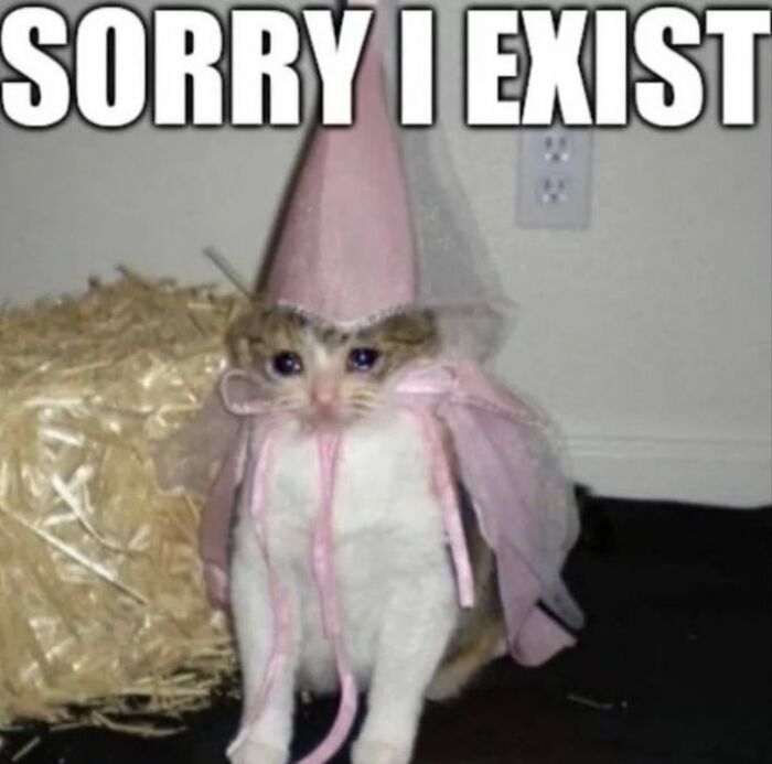 Chaotic-Funny-Cat-Pics