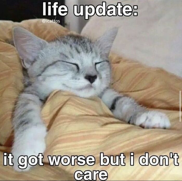 Chaotic-Funny-Cat-Pics