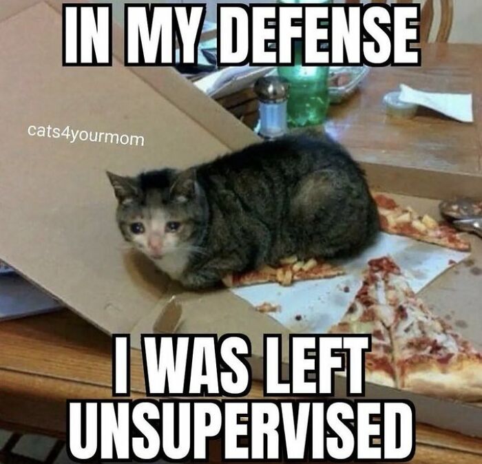 Chaotic-Funny-Cat-Pics