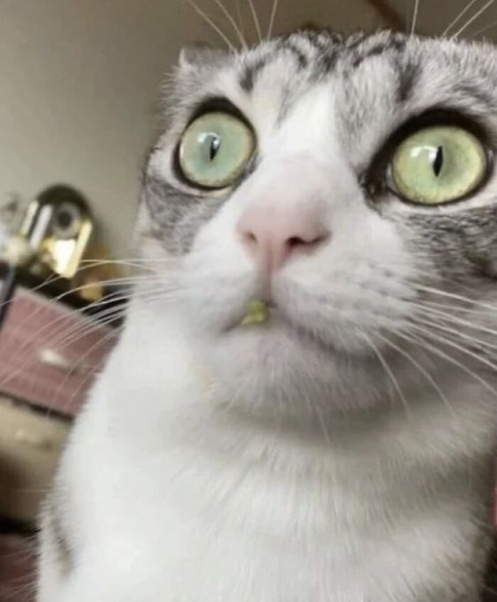 Chaotic-Funny-Cat-Pics